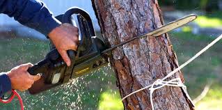 How Our Tree Care Process Works  in Enon, OH